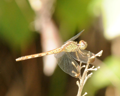 Erythrodiplax umbrata