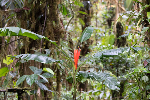 Foto de Bananeira-vermelha