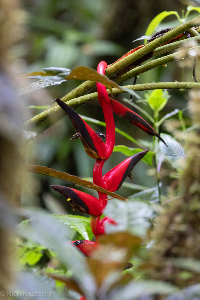 Heliconia necrobracteata