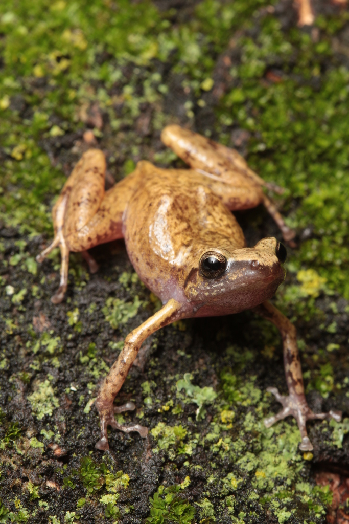 Colima Peeping Frog