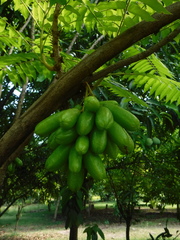 Averrhoa bilimbi