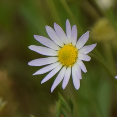 Astranthium ciliatum