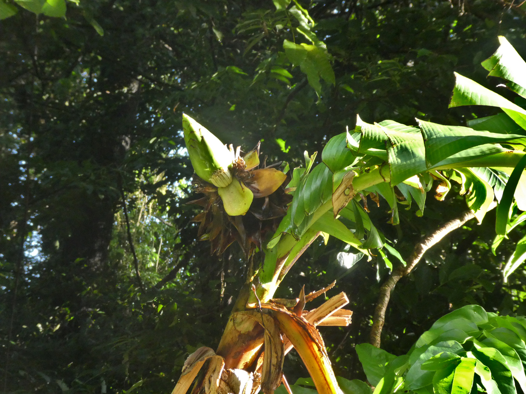 Musa jackeyi