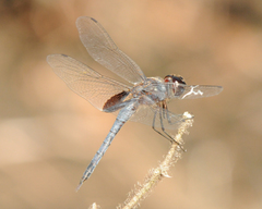 Tramea binotata