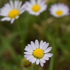 Astranthium ciliatum