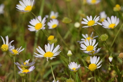 Astranthium ciliatum