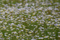 Astranthium ciliatum