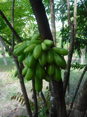 Averrhoa bilimbi