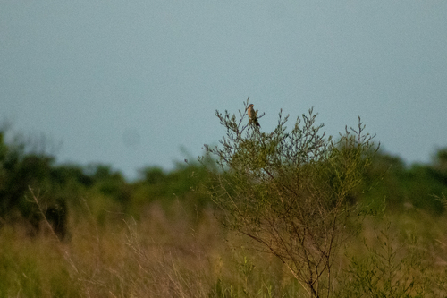 Lesser Grass Finch (Emberizoides ypiranganus)