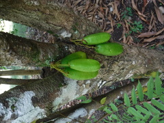 Averrhoa bilimbi