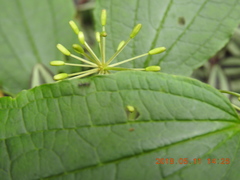 Smilax riparia