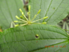 Smilax riparia