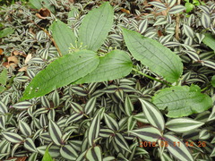 Smilax riparia