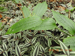 Smilax riparia