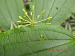 Smilax riparia