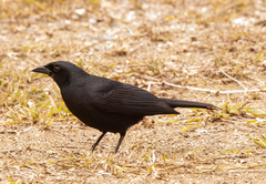 Ptiloxena atroviolacea