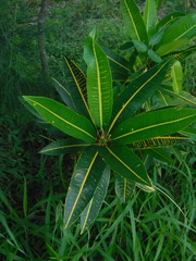 Codiaeum variegatum