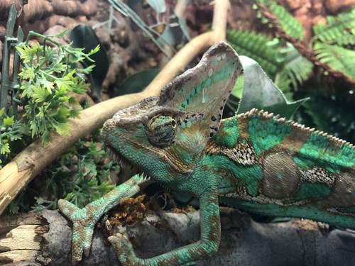 Chamaeleo calyptratus