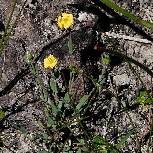 Grassy St. Johnswort (Hypericum gramineum)