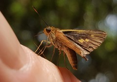 Parphorus pseudecorus