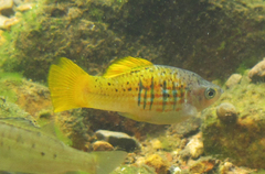 Xiphophorus variatus