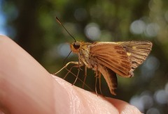 Parphorus pseudecorus