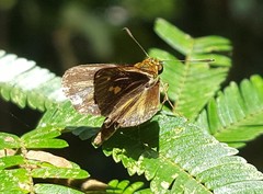 Parphorus pseudecorus
