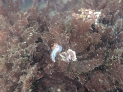 Coryphella
