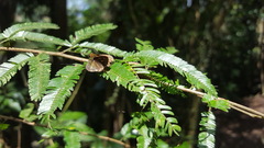 Parphorus pseudecorus