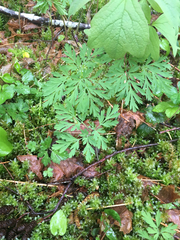 Dicentra formosa