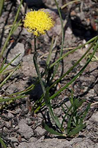 Image of Leptorhynchos nitidulus by (c) Max Campbell, some rights reserved (CC BY)