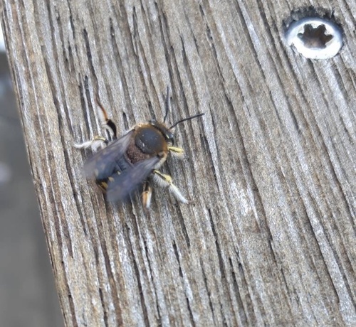 Photo of European Woolcarder Bee (Anthidium manicatum)