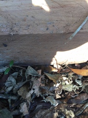 Peromyscus yucatanicus