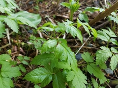 Osmorhiza purpurea