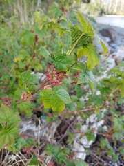 Ribes laxiflorum