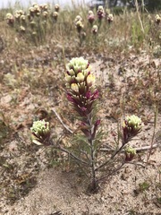 Castilleja exserta latifolia