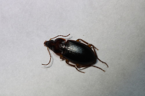 Red-collared Harp Ground Beetle photo 5
