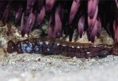 Whiteblotch Snakeblenny photo 1