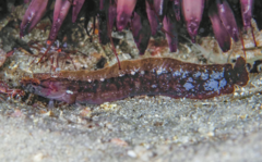 Whiteblotch Snakeblenny photo 2