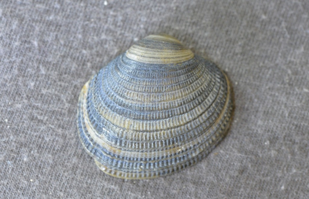 Proxichione