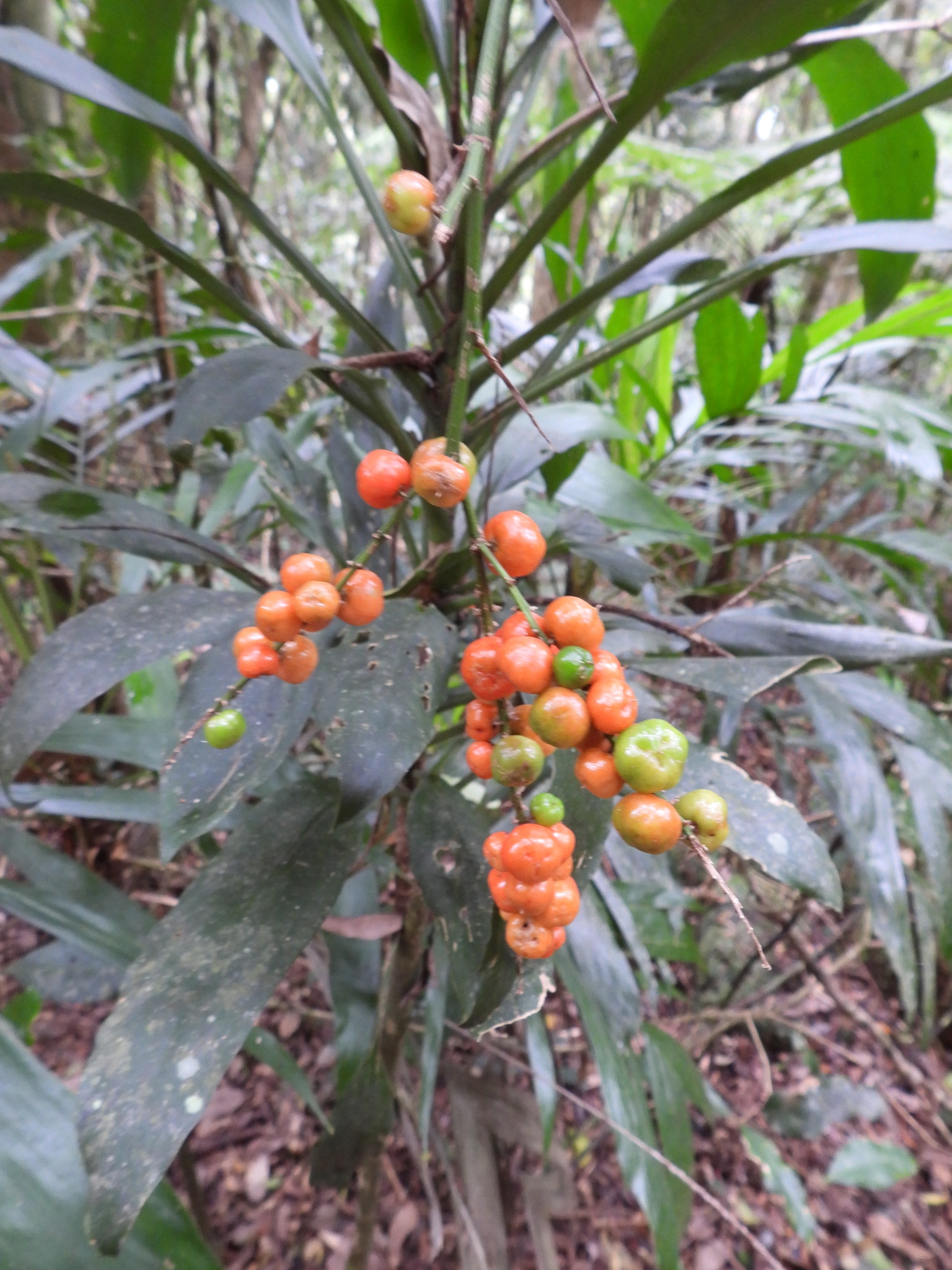 Imagem de Dracena