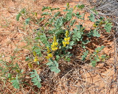 Senna italica arachoides