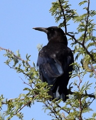 Corvus capensis capensis