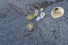 Patelloida saccharina