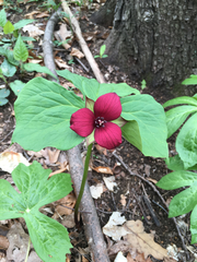 Trillium erectum erectum