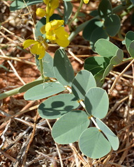 Senna italica arachoides