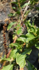 Callophrys xami xami