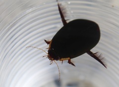 Megadytes