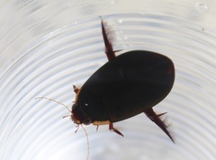 Megadytes