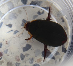 Megadytes